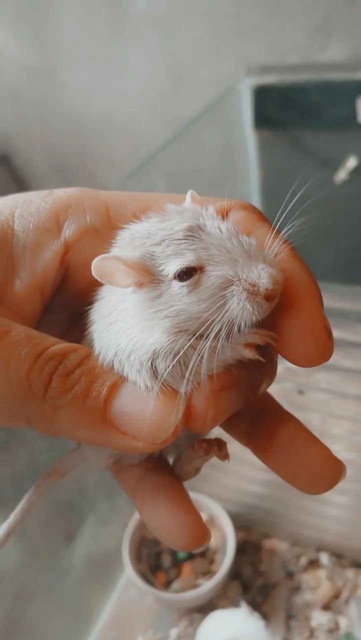 Gerbil - Foto 2