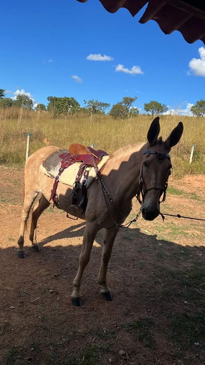 Mula de Patrão - Foto 3