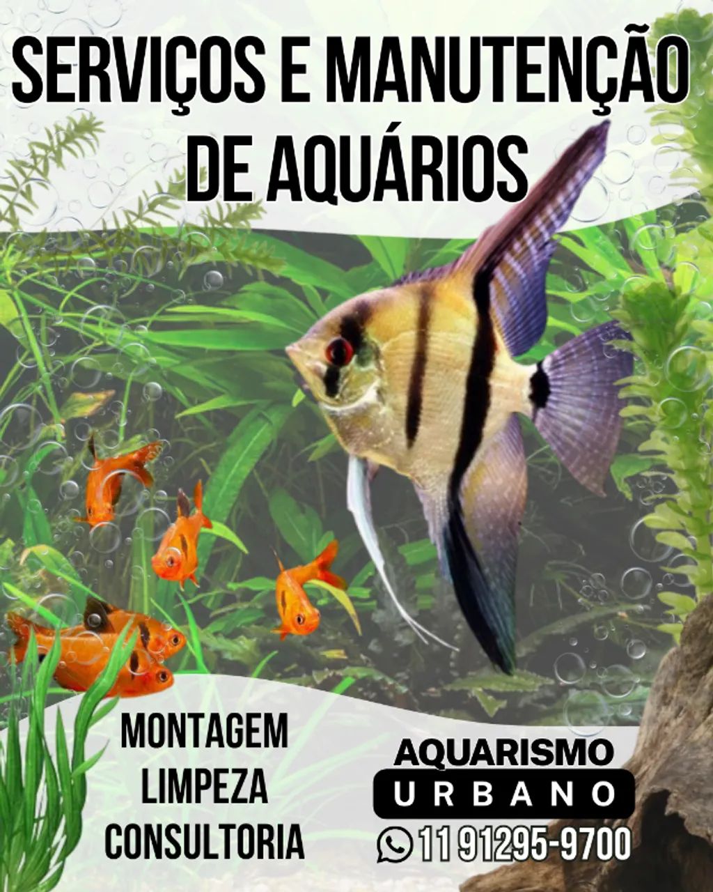 Serviços e manutenção de aquários e lagos