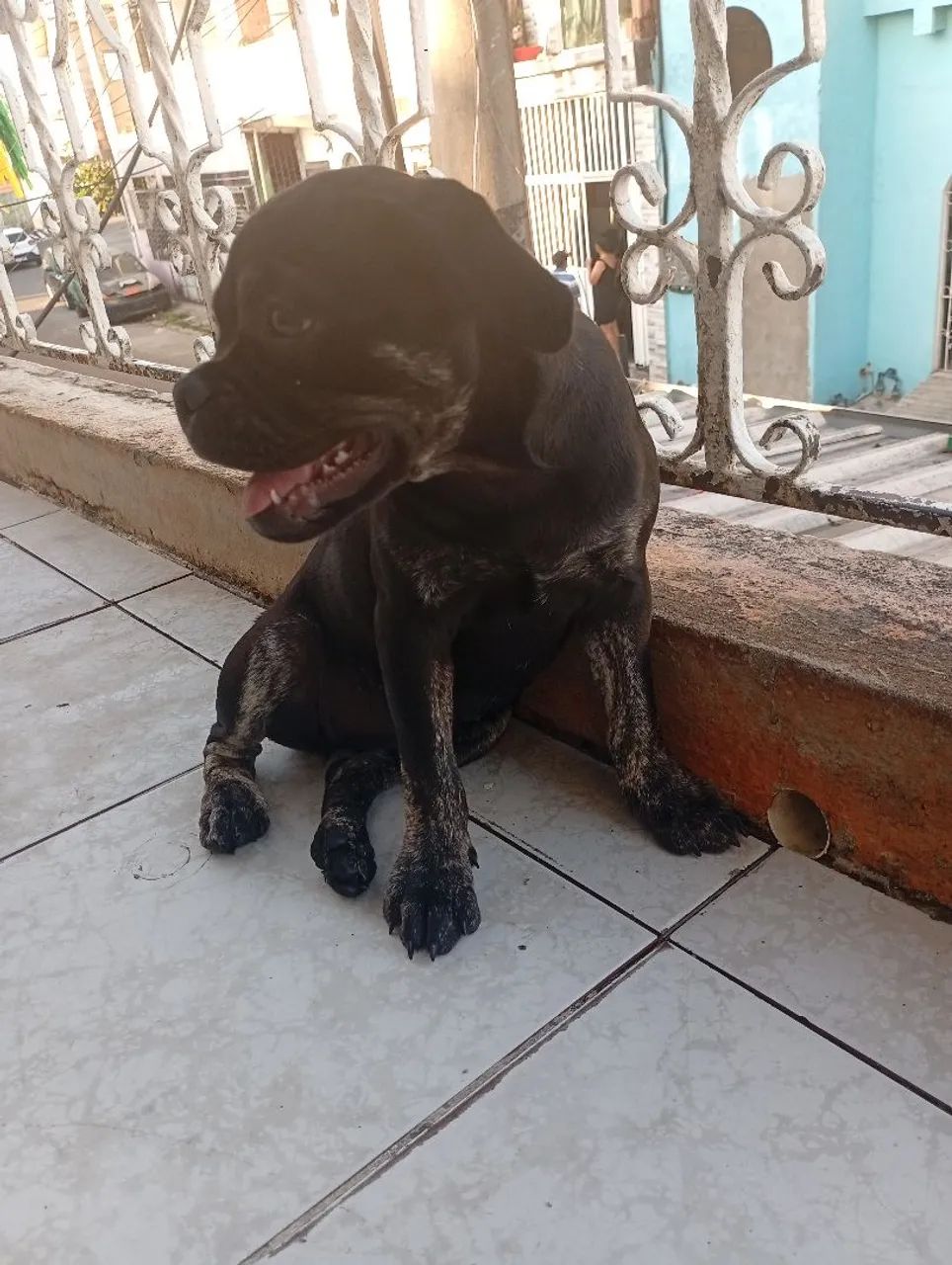 American Bully - Foto 3