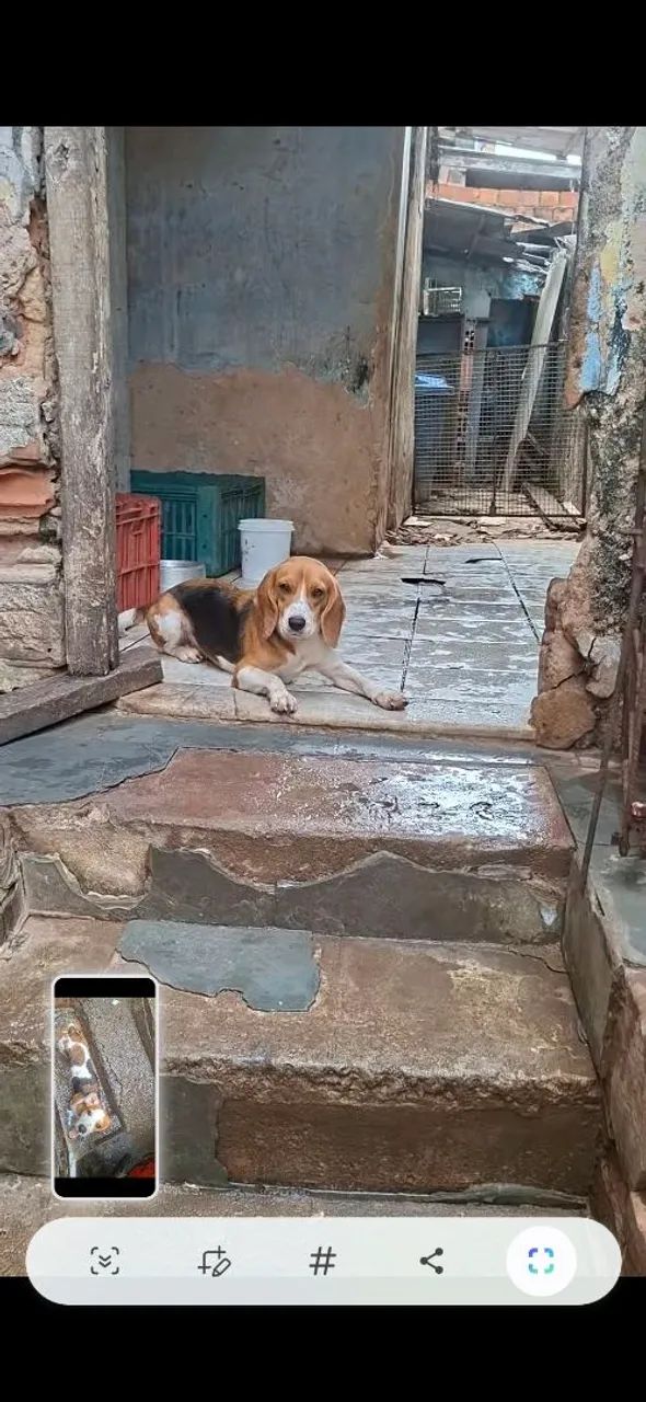 Beagle macho 