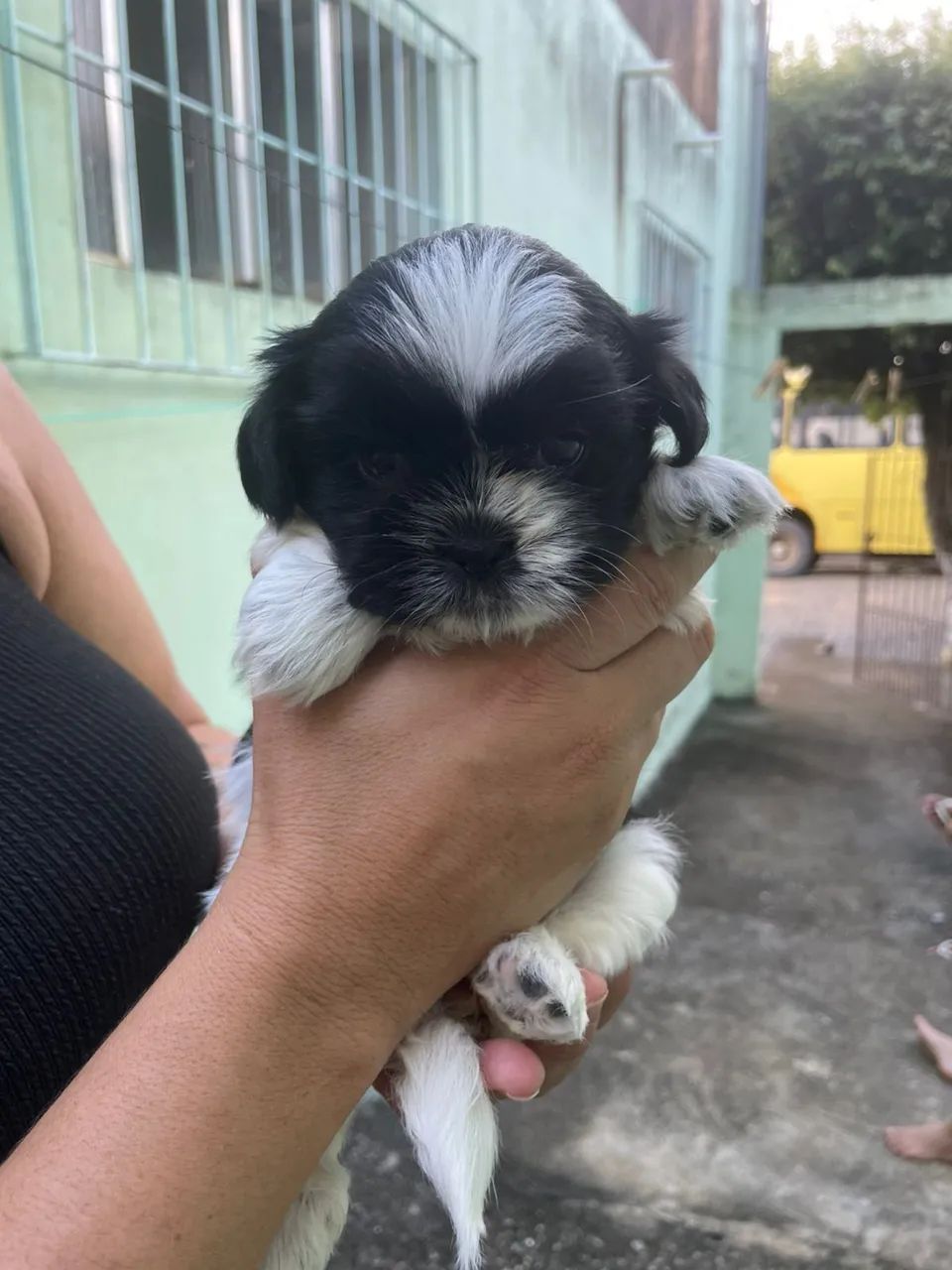 Shih Tzu - Foto 3