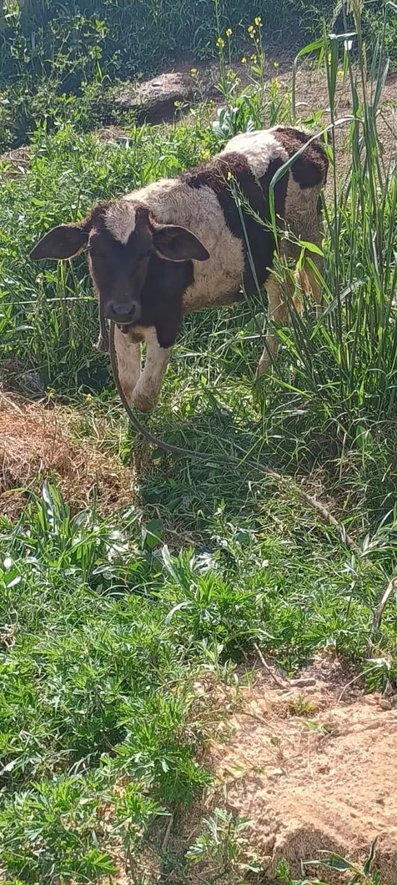 Vaca pra vender 