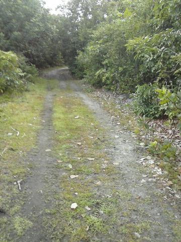 Jenipapo 840.000m2 pasto e floresta nativa - Foto 16