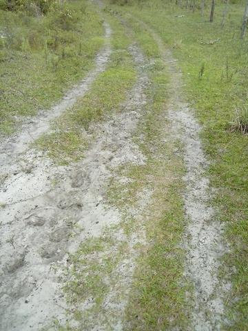 Jenipapo 840.000m2 pasto e floresta nativa - Foto 18
