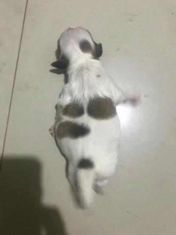 Filhotes de shih tzu - Foto 2