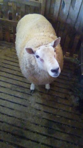 Reprodutor texel - Foto 2