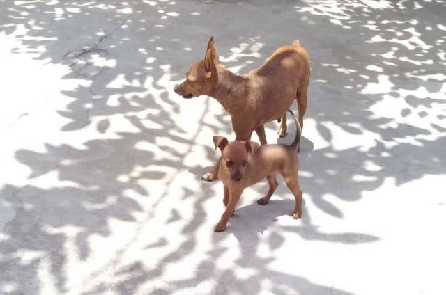 Pinscher número 01 macho - Foto 3