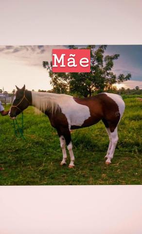 Poltra Fêmea a Venda e troca - Foto 4