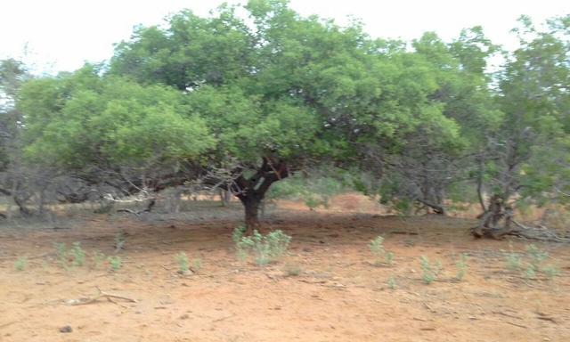 Exploração de Minério , terreno para plantação e criação de gado - Foto 13