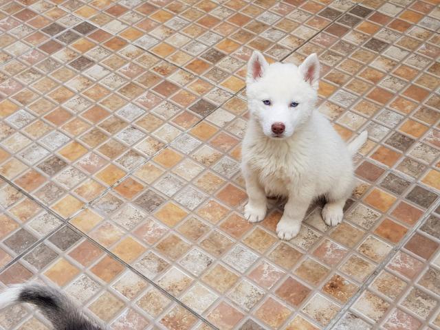 Husky Siberiano Com Super Desconto - Foto 6
