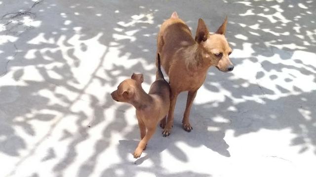 Pinscher número 01 macho