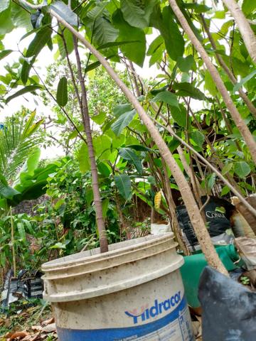 Mudas Grandes De Ipe Roxo Producao Rural Calunga Boa Vista 664202204 Olx