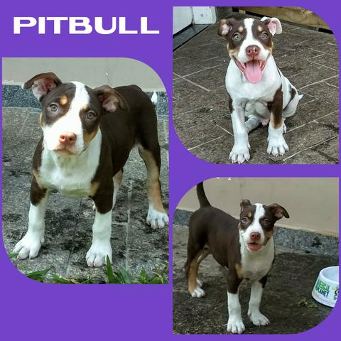 Fêmea de Pitbull Tricolor Chocolate - Microchipada + Garantia + Parcelado em até 12X
