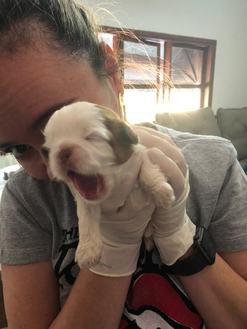 Filhote shiguela tzu - Foto 5