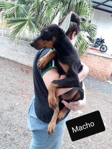 Filhotes de Dobermann - Foto 3
