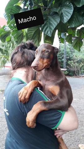 Filhotes de Dobermann - Foto 2