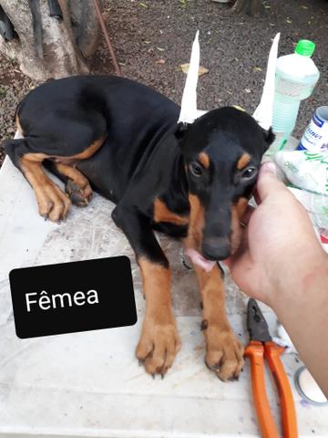 Filhotes de Dobermann - Foto 5