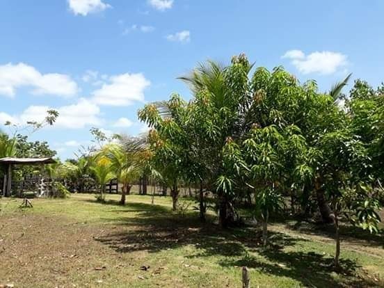 R$ 150 mil reais sitio com 3 hectares , escriturado a 23 km de Castanhal - Foto 3