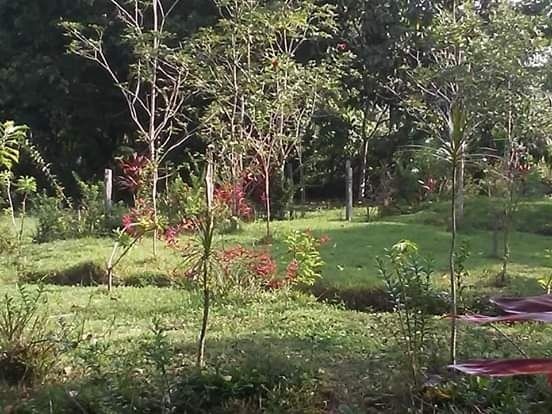 R$ 150 mil reais sitio com 3 hectares , escriturado a 23 km de Castanhal - Foto 6