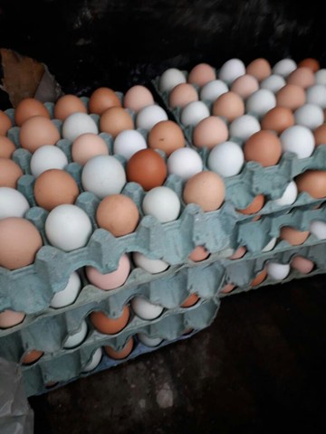 Vendo ovos caipiras e galinhas caipiras