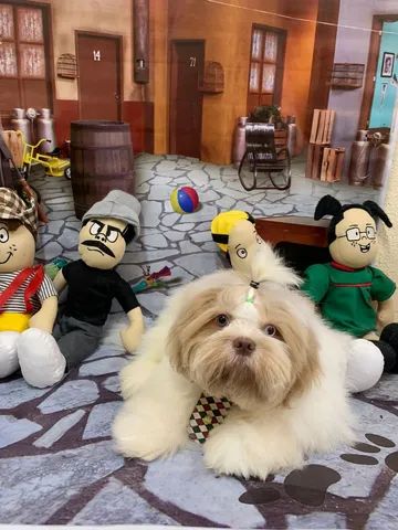 Shih tzu
