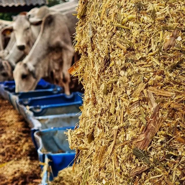 Mudas Capiaçu Original Embrapa - Foto 5