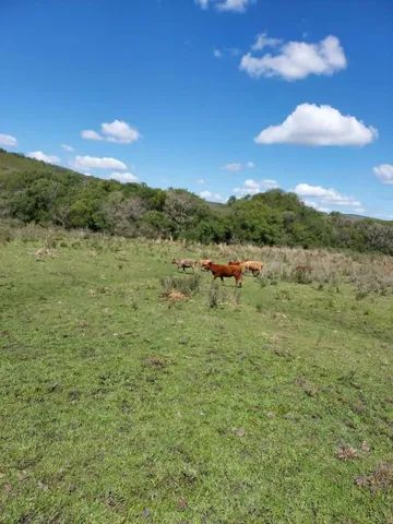 Arrendamento 168 hectares Pinheiros Machado RS  - Foto 2