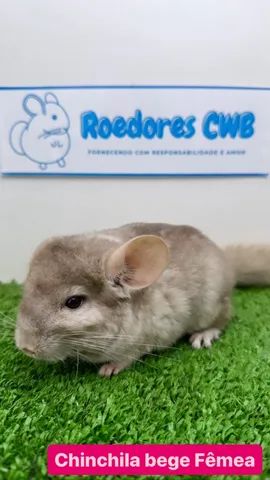 Chinchilas Filhotes (Roedores CWB)  - Foto 5