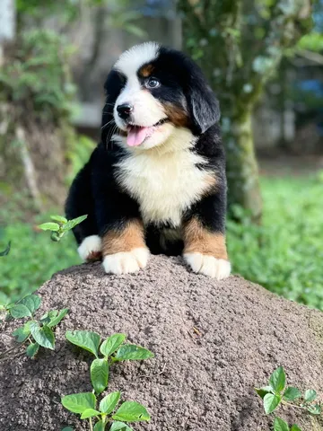 Olx bernese sales