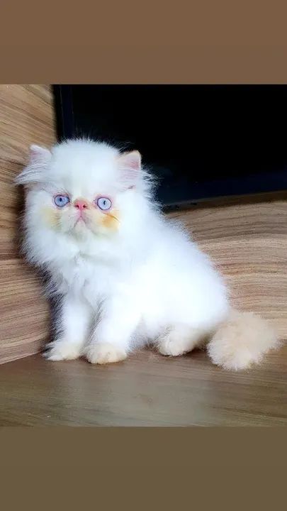 Gato Persa/ Himalaia com pedigree - Foto 2