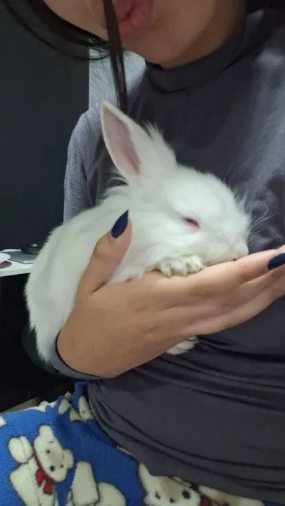 Coelhinho Branco Fofo para Adoção - Foto 3