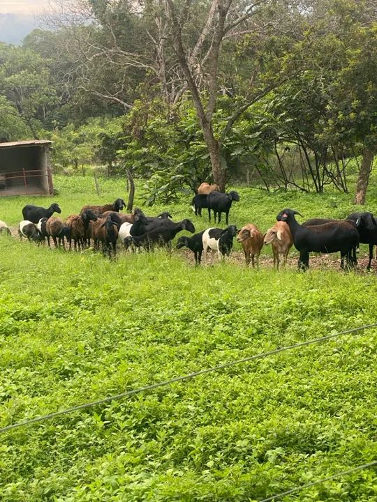 Ovelhas para recria - Foto 2