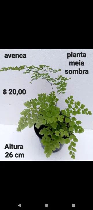 Planta vinca, comigoninguémpode, abacaxi roxo tradescantia,tapete de rainha,pteris, avenca - Foto 6