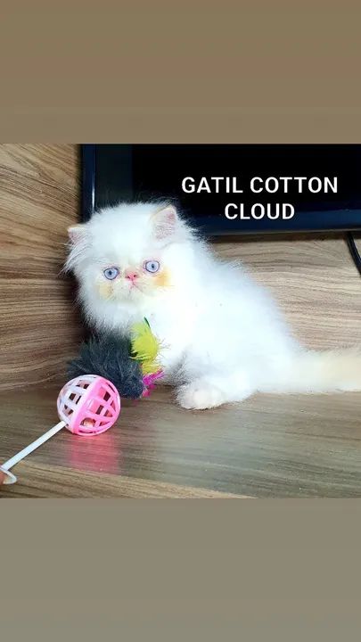 Gato Persa/ Himalaia com pedigree - Foto 3