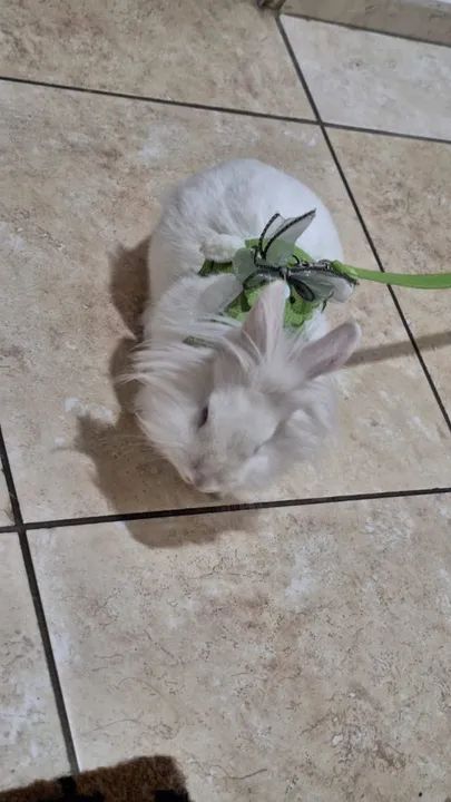 Coelhinho Branco Fofo para Adoção - Foto 2