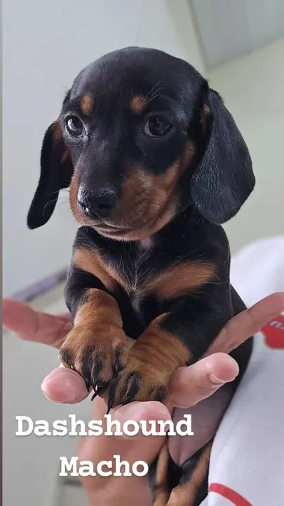 Dashshound MAcho disponivel