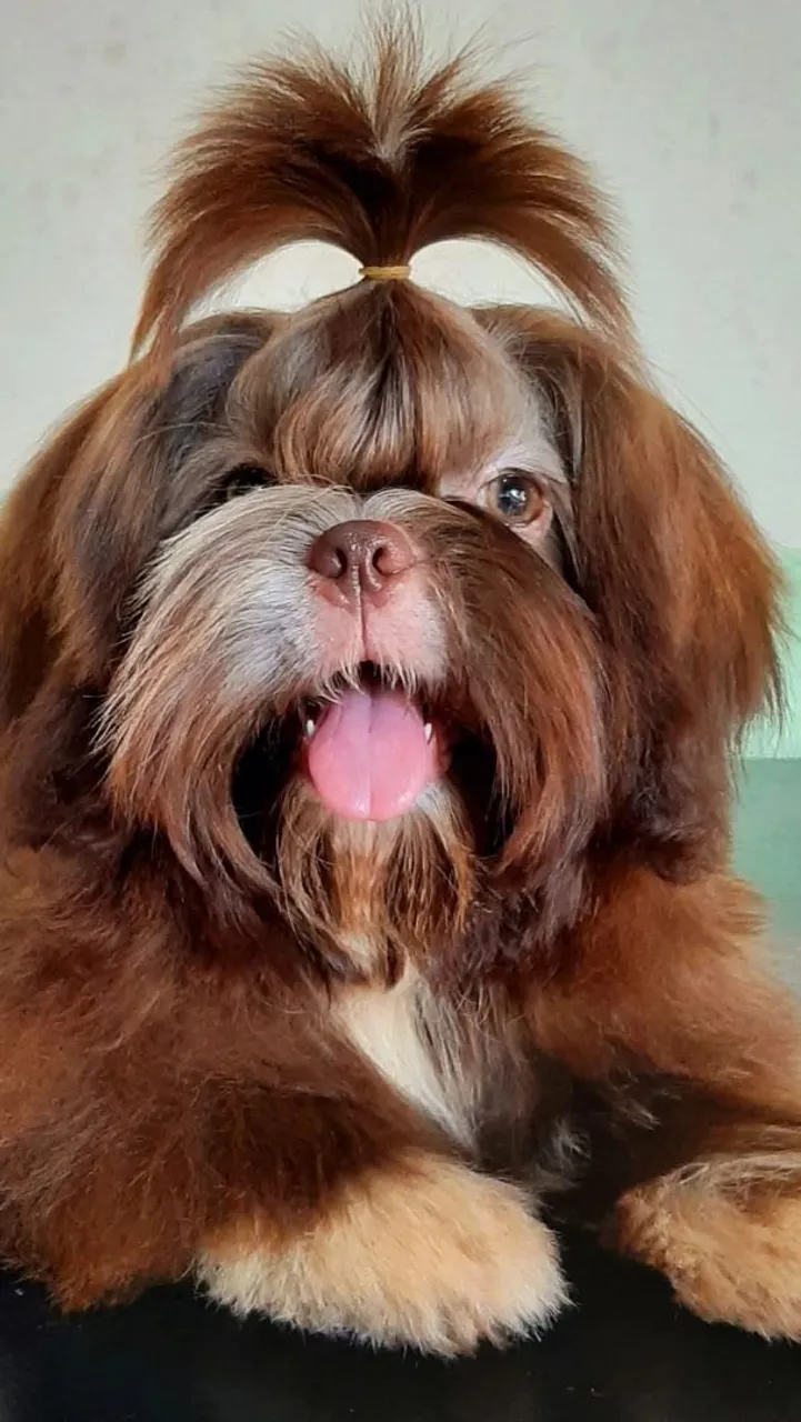 Shih Tzu: Filhote Charmoso e Fofo para Amar!