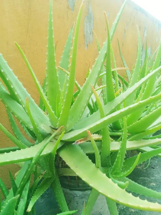 Mudas de Aloe Vera Babosa