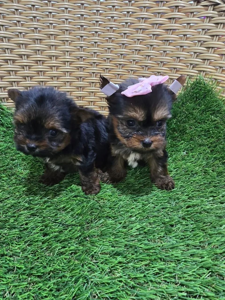 Yorkshire Terrier micro com pedigree pronta entrega 