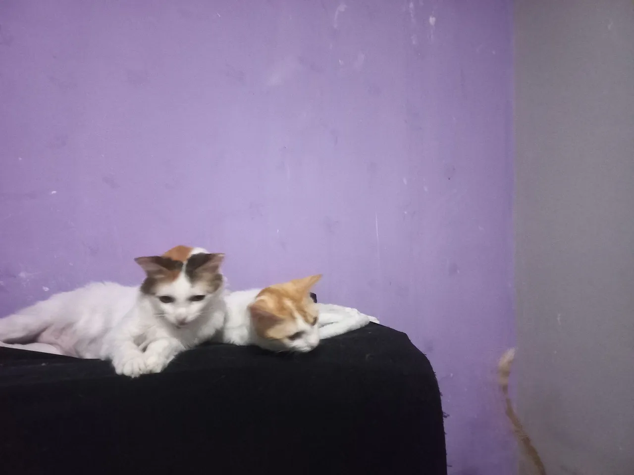 Gatinhos fofos para adoção