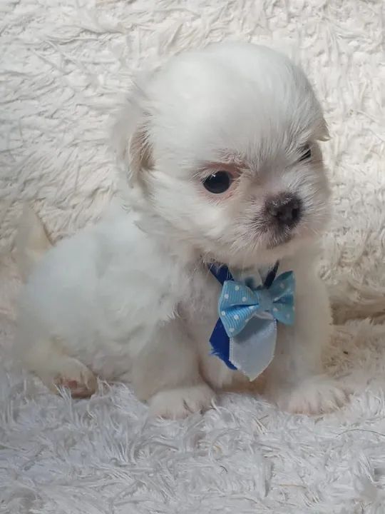 maltes garanta hoje o seu baby face entrega já ! - Foto 4