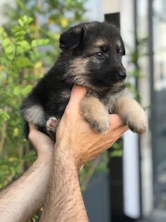Pastor Alemão temos raças de micro, pequeno, medio e grade porte  - Foto 3