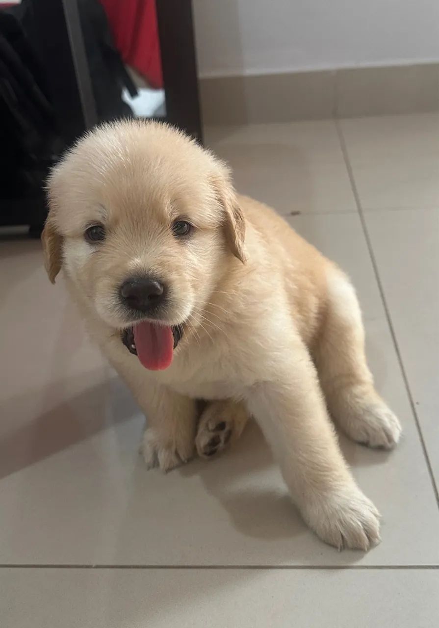 Golden Retriever Macho disponível - Foto 4