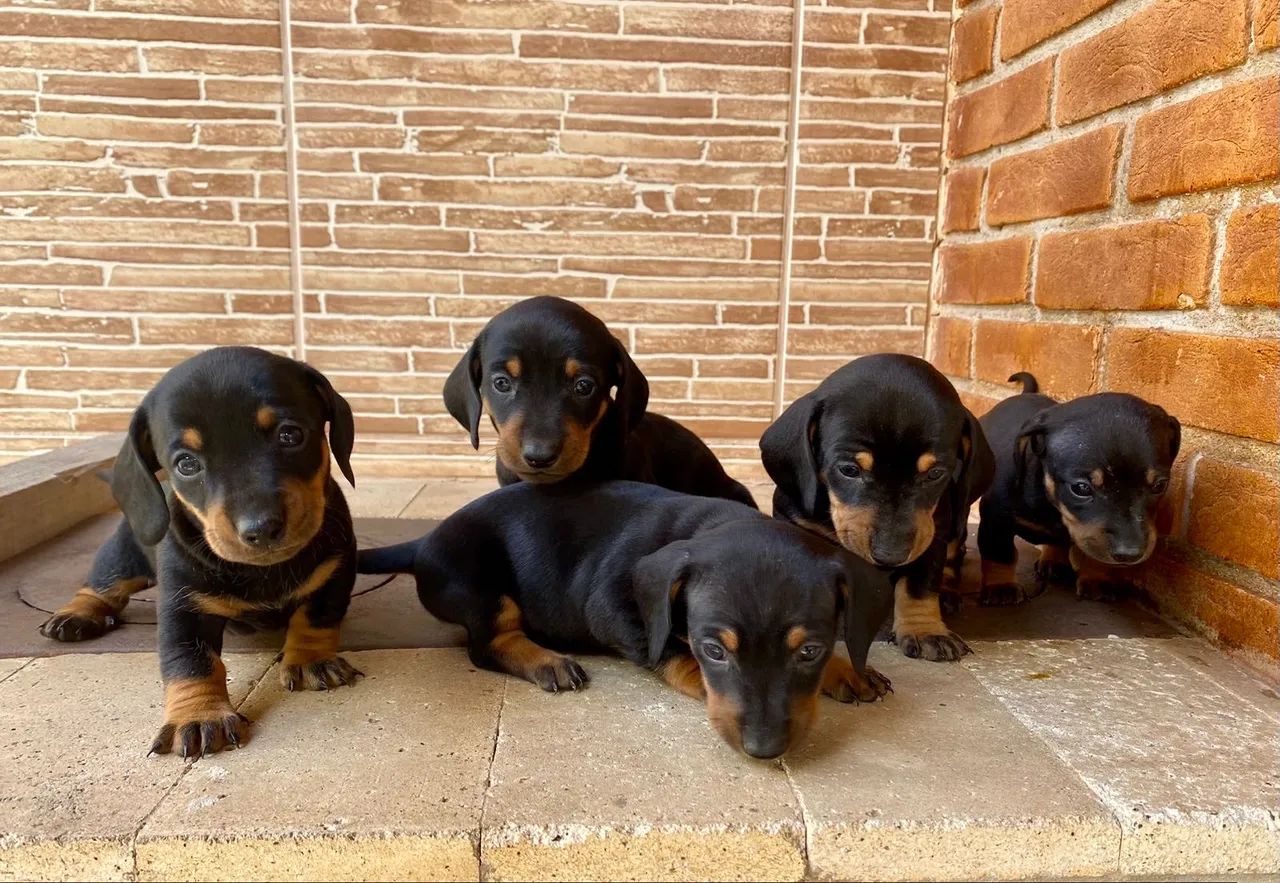 Dachshund (Teckel) - Lindos e Carinhosos! - Foto 2