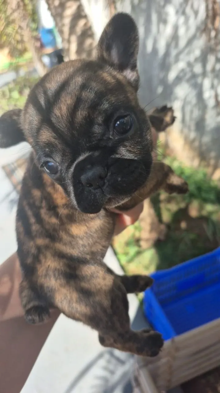 Filhote de Bulldog Francês Brindle