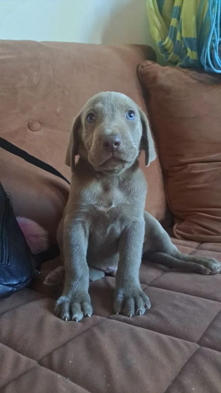 Filhote Weimaraner