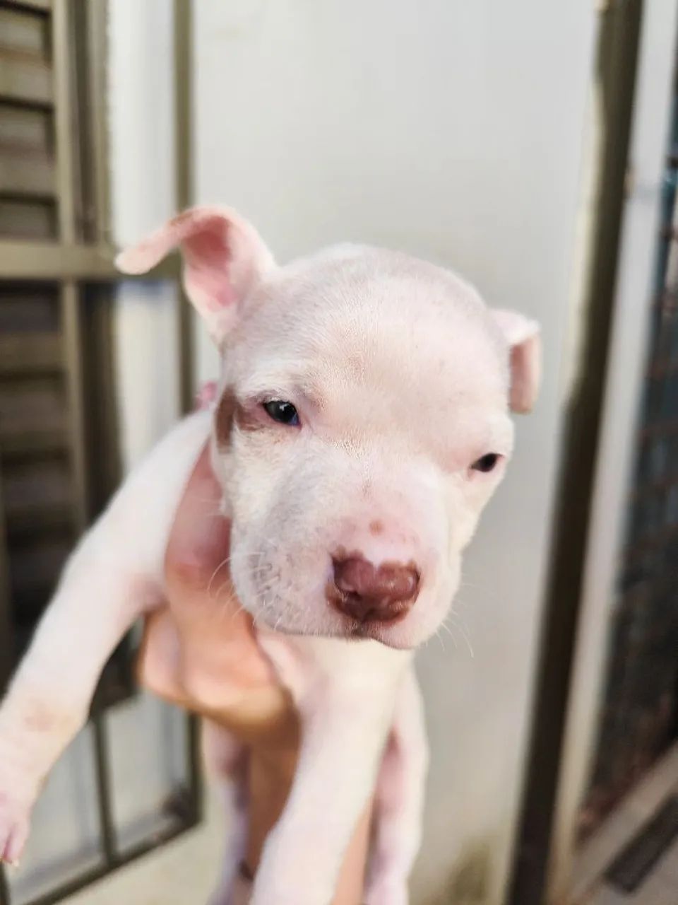 Filhotes Fêmeas de Pitbull Red Nose - Foto 4