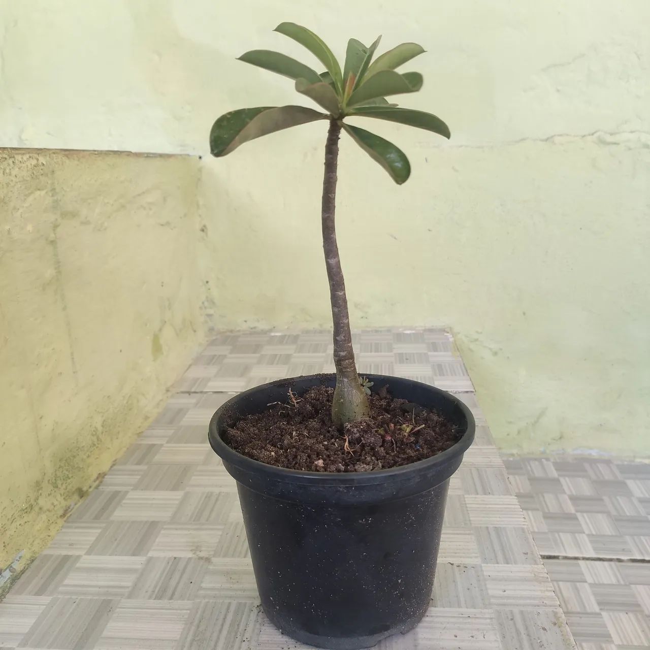 Rosa do deserto  - Foto 2