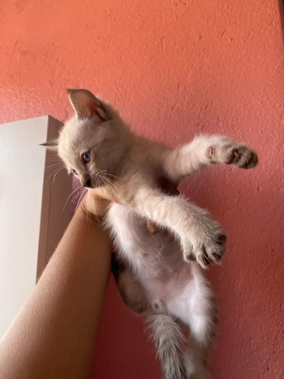 Gatinho filhote para adoção - Foto 2